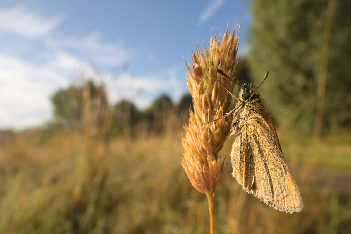 Small Skipper wideangle